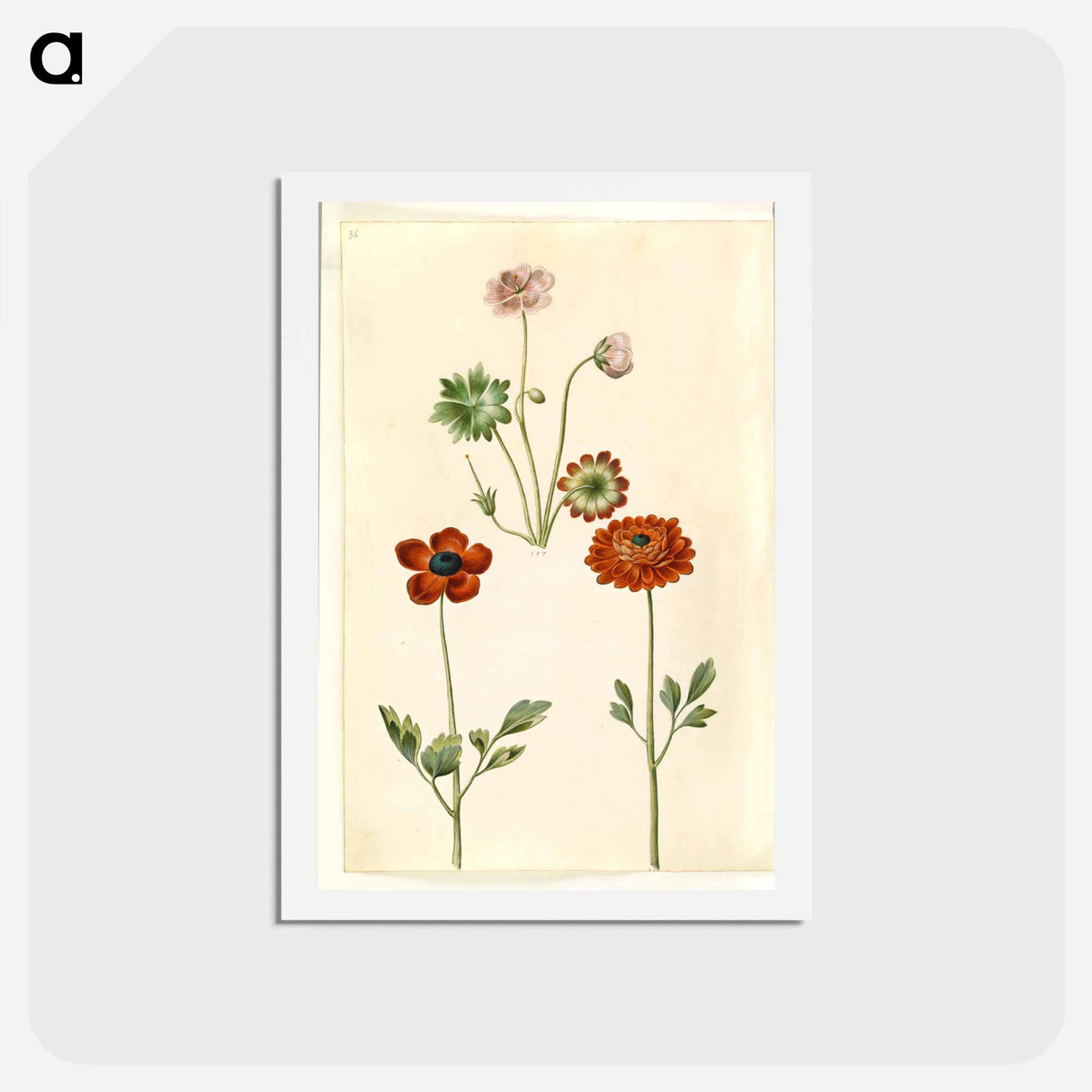 アートポストカード-Geranium and Buttercup
- マリア ジビーラ メーリアン Postcard.