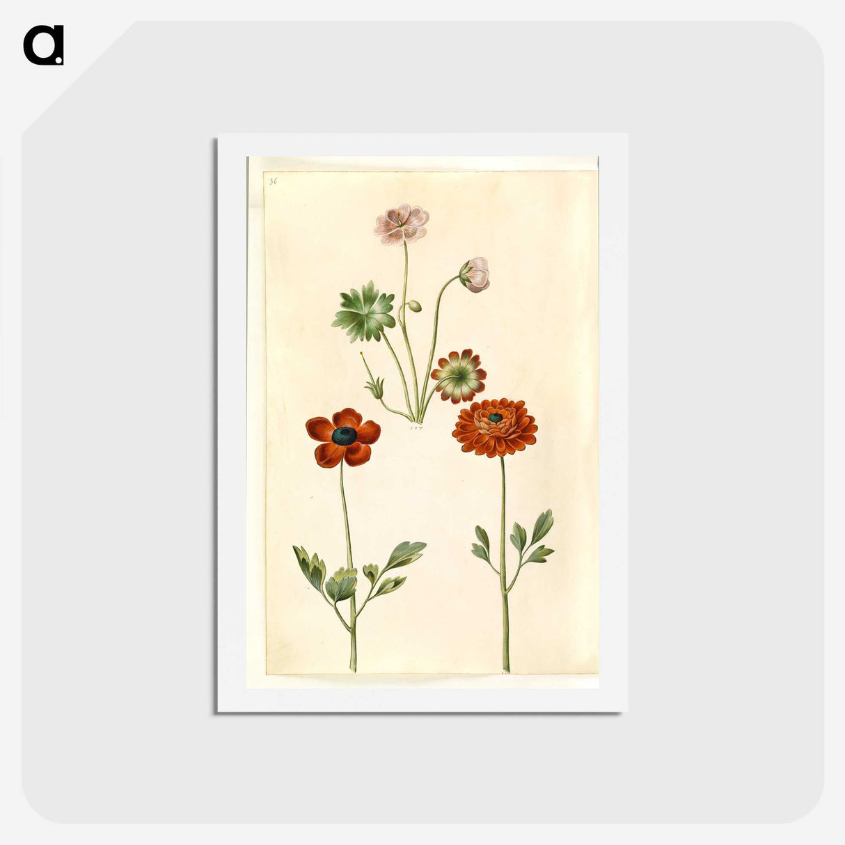 1-45_Maria-Sibylla-Merian_hagaki