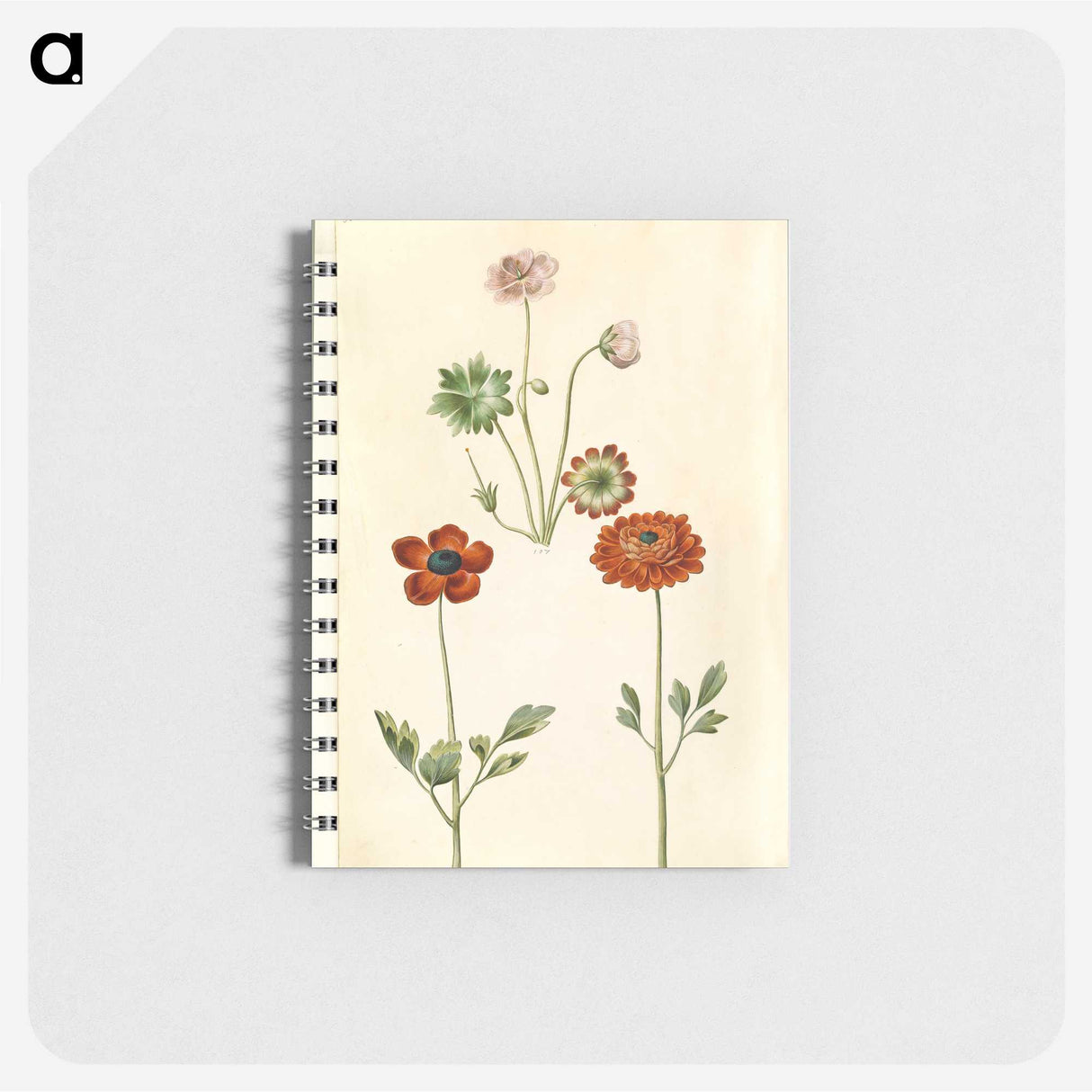 1-45_Maria-Sibylla-Merian_memo
