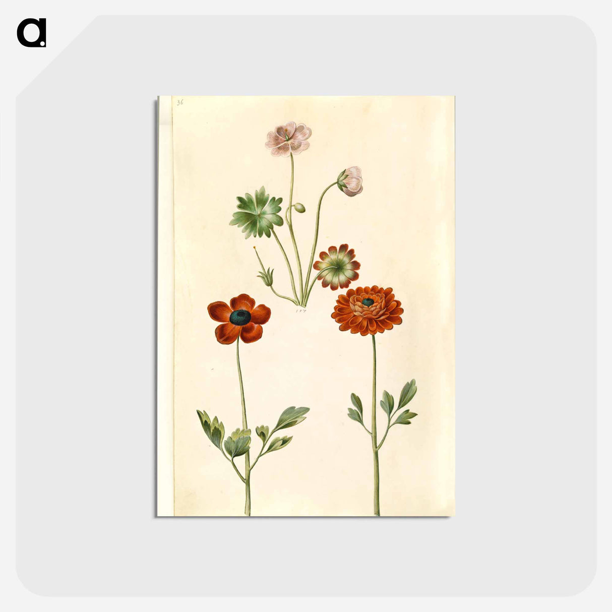 アートポストカード-Geranium and Buttercup
- マリア ジビーラ メーリアン Postcard.