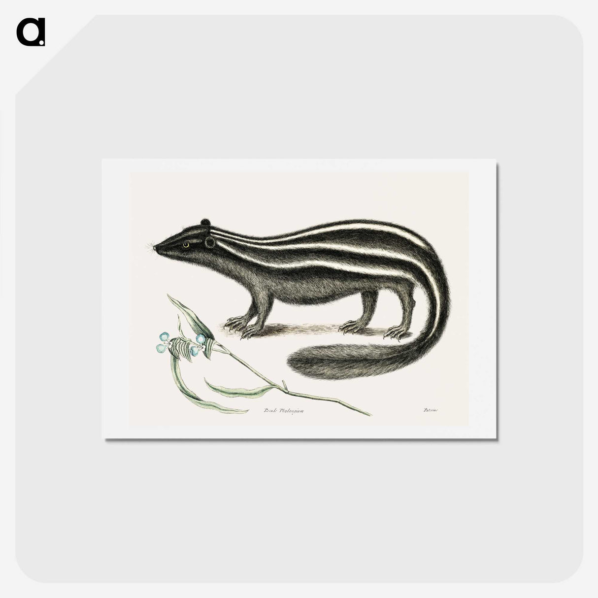 1-45_Mark-Catesby_hagaki