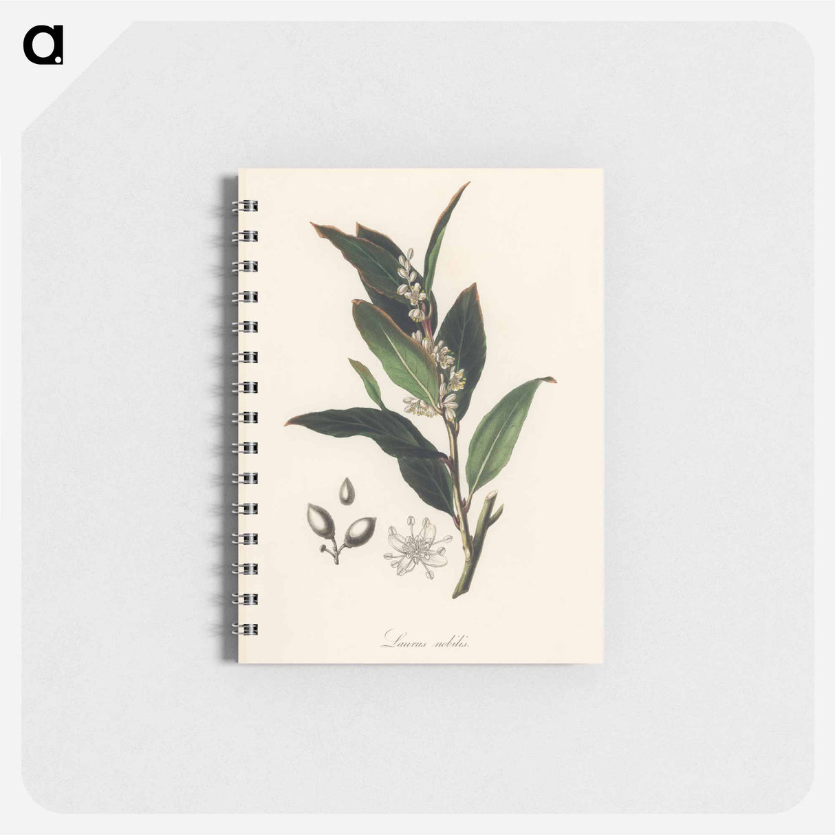アートメモ帳-Bay Laurel Illustration
- 薬用植物学 Memo.