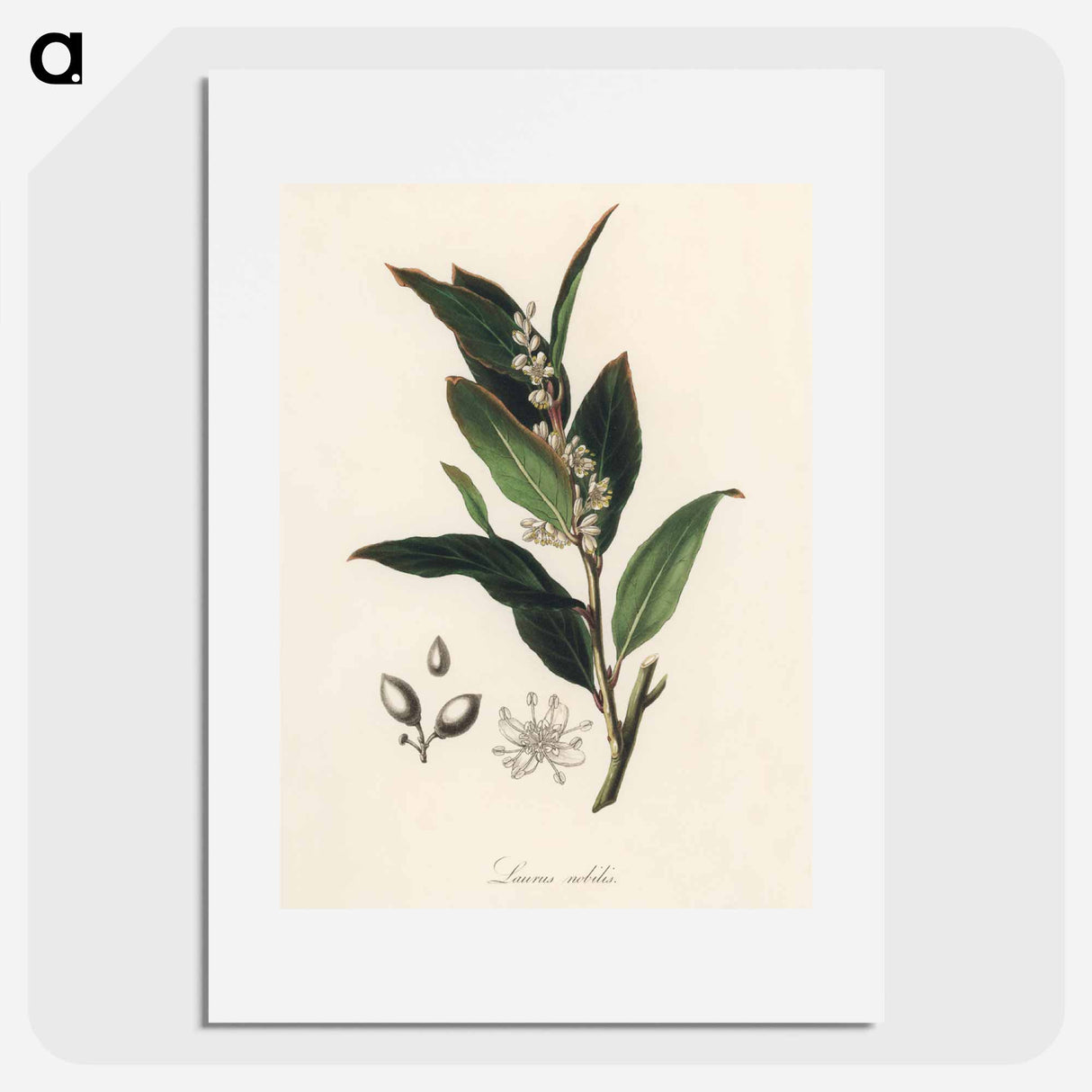 アートポスター-Bay Laurel Illustration
- 薬用植物学 Poster.