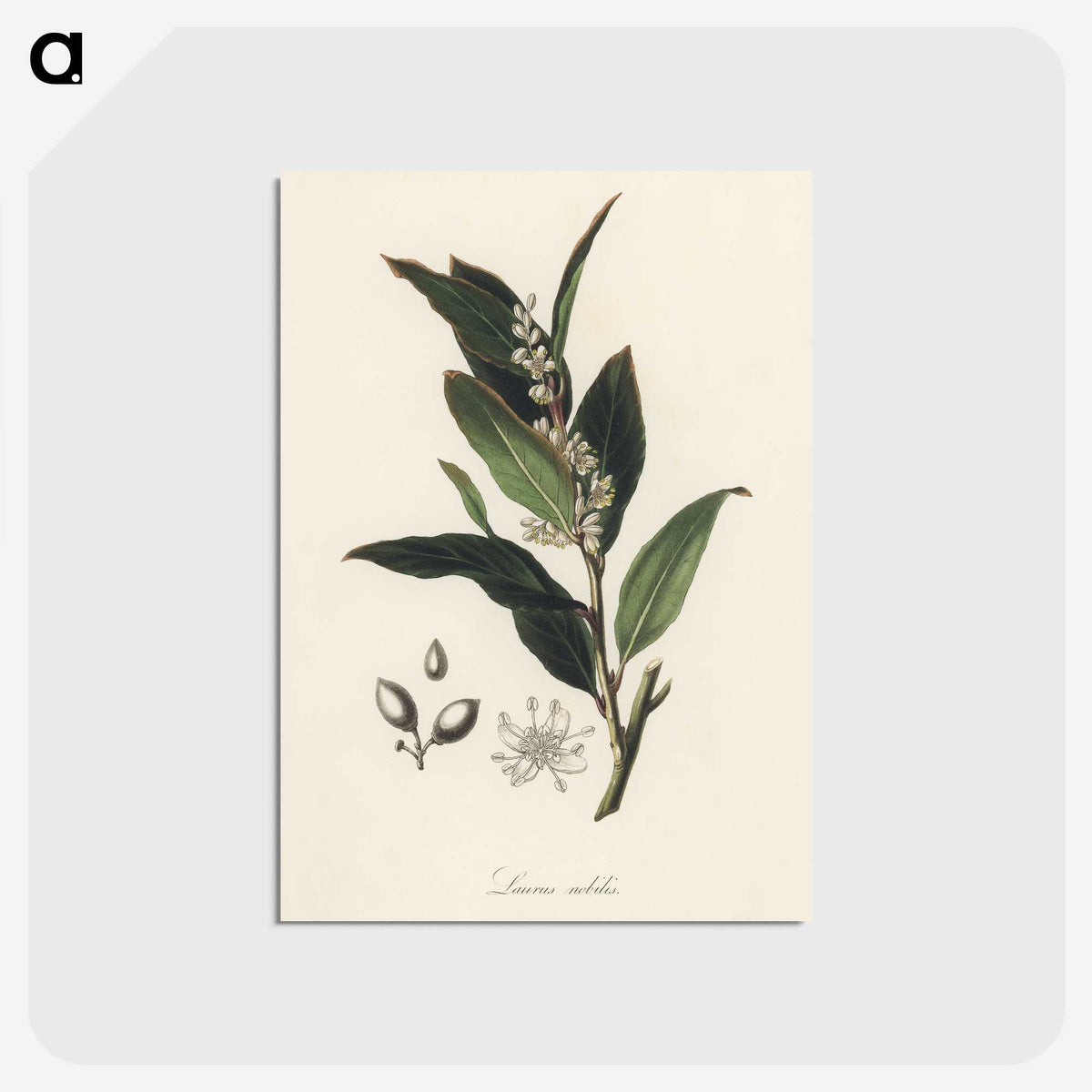 1-45_Medical-Botany_postcard
