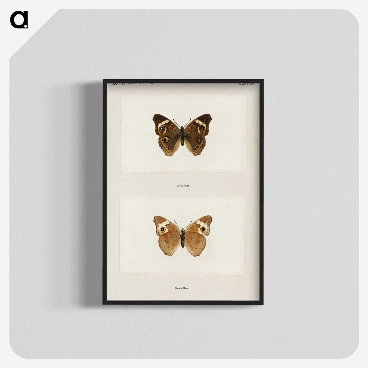 1-45_Moths-and-Butterflies-of-the-United-States_blk-crop