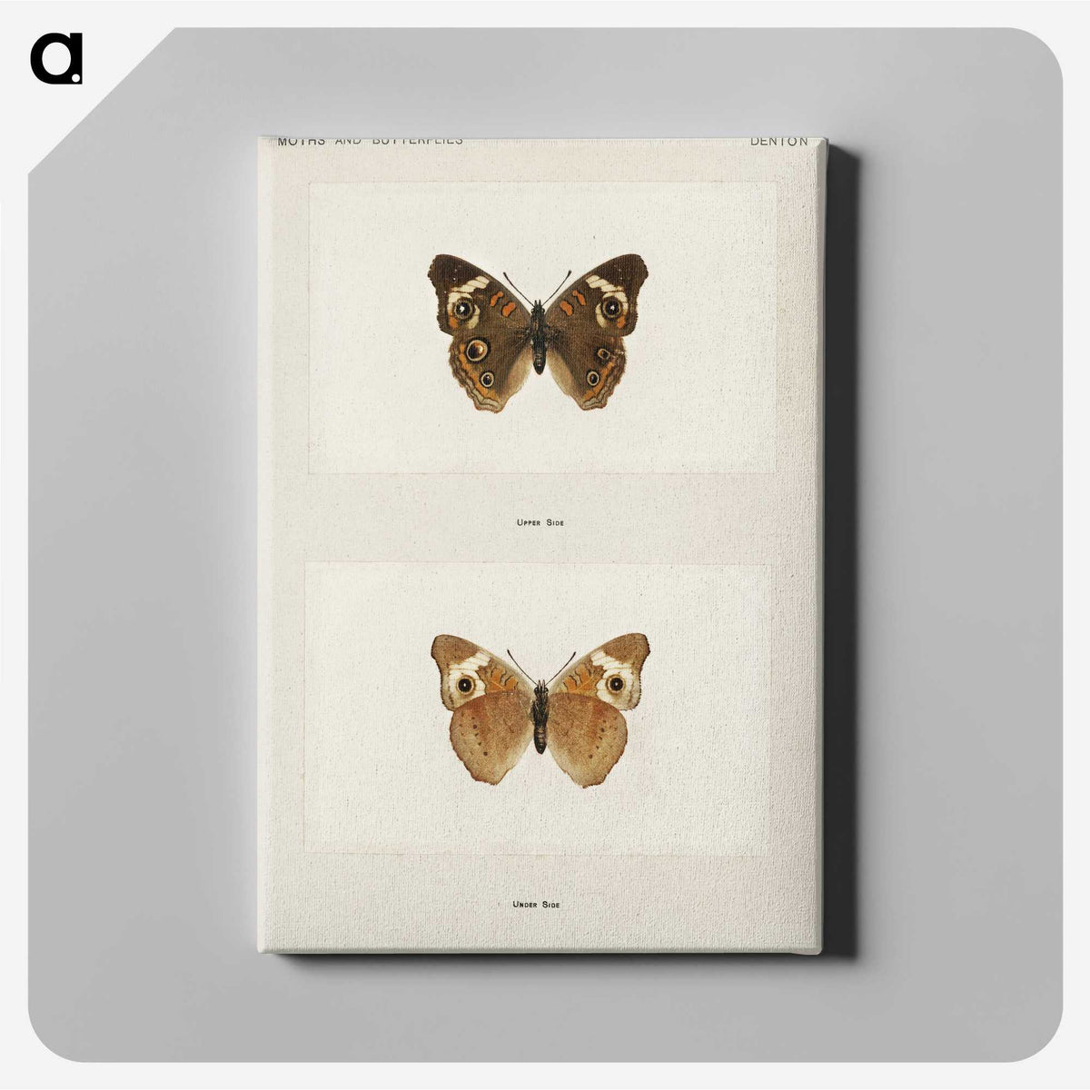 1-45_Moths-and-Butterflies-of-the-United-States_canvas