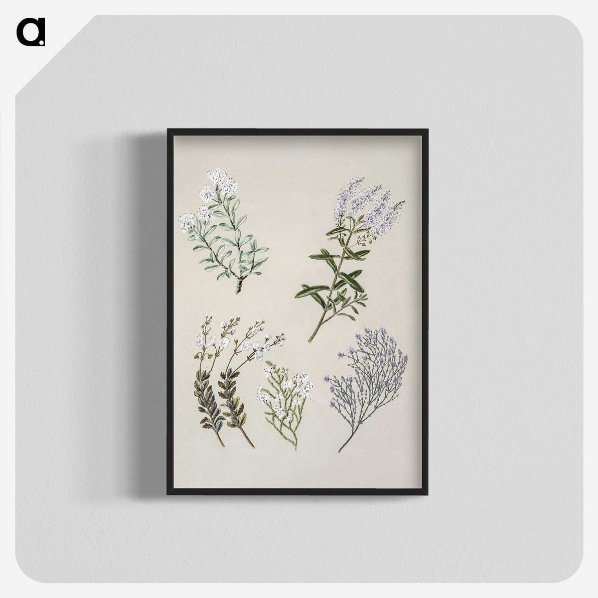 1-45_Native-Flowering-Plants-of-New-Zealand_blk-crop