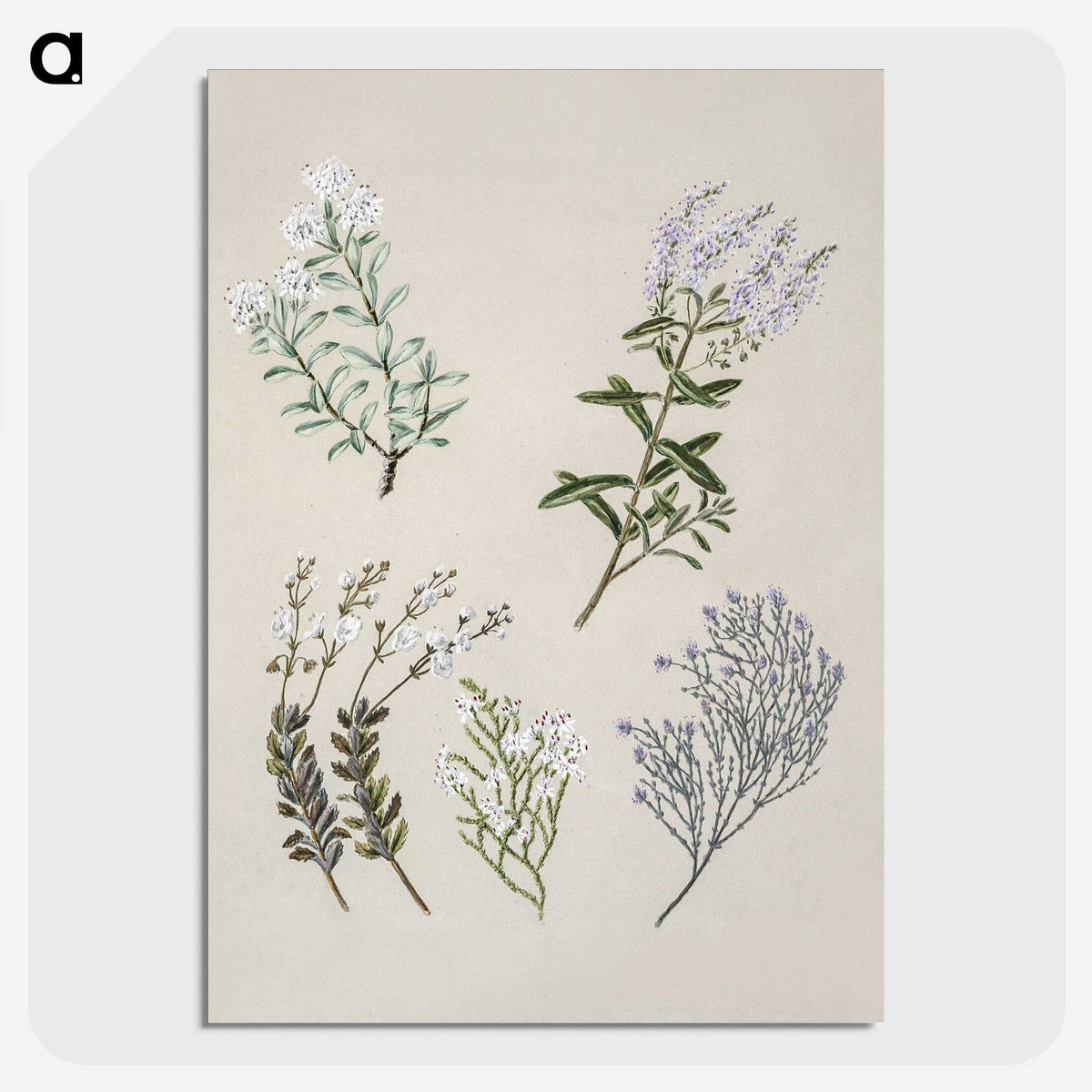 1-45_Native-Flowering-Plants-of-New-Zealand_picture-crop
