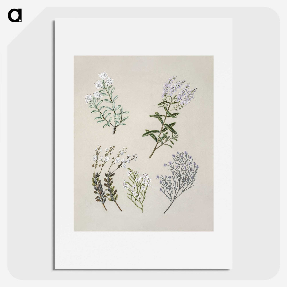1-45_Native-Flowering-Plants-of-New-Zealand_picture