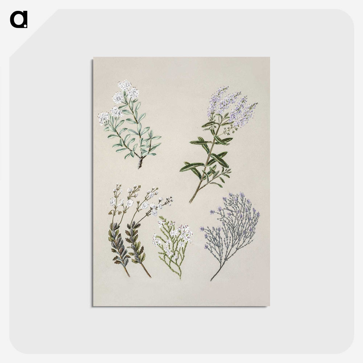1-45_Native-Flowering-Plants-of-New-Zealand_postcard