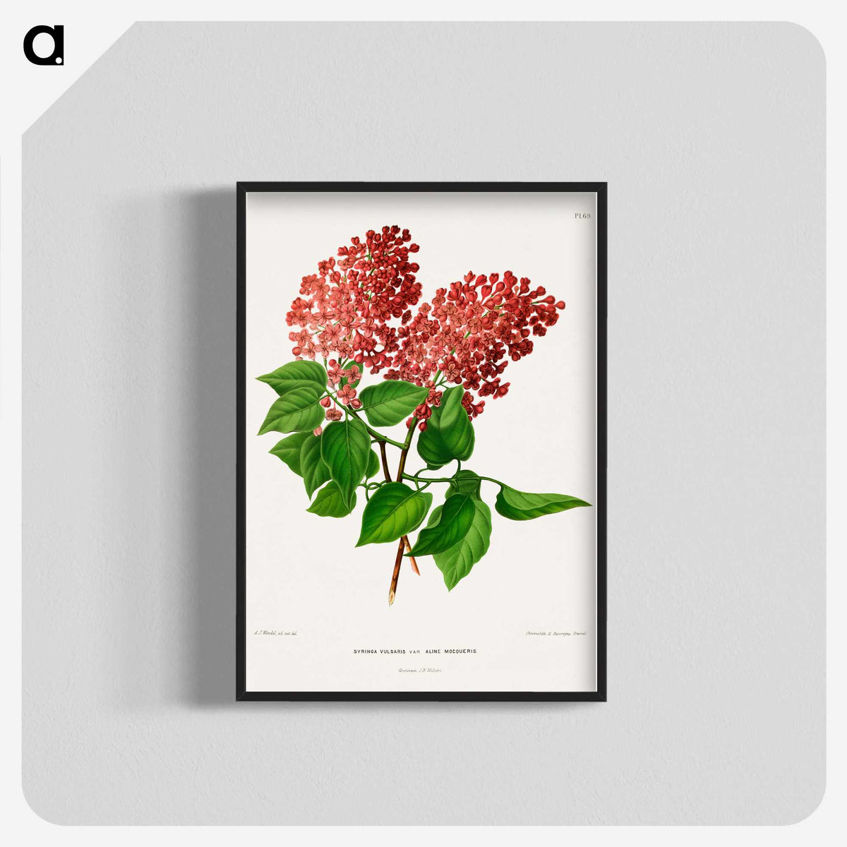 1-45_Nederlandsche-Flora-en-Pomona_blk-crop