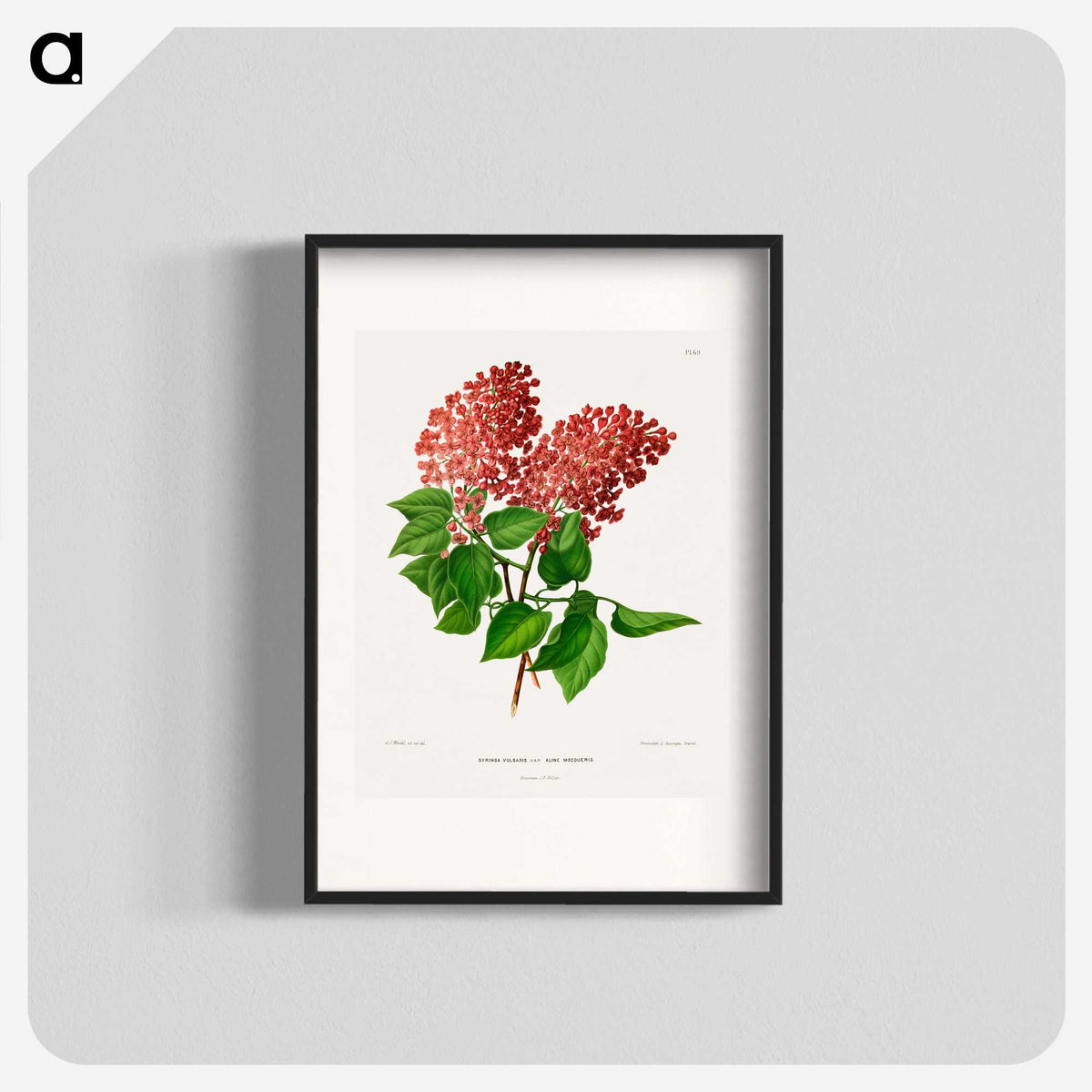 1-45_Nederlandsche-Flora-en-Pomona_blk