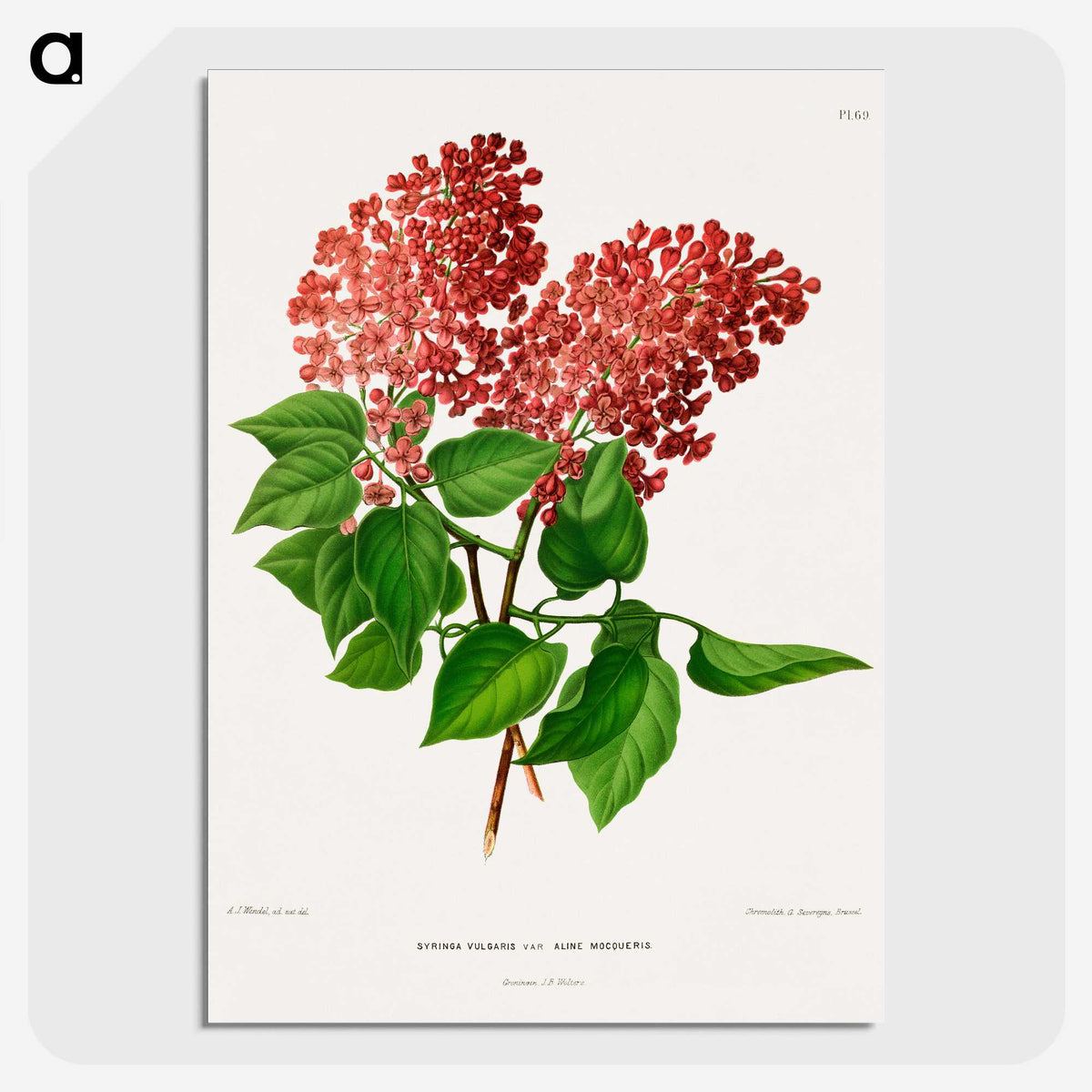 1-45_Nederlandsche-Flora-en-Pomona_picture-crop