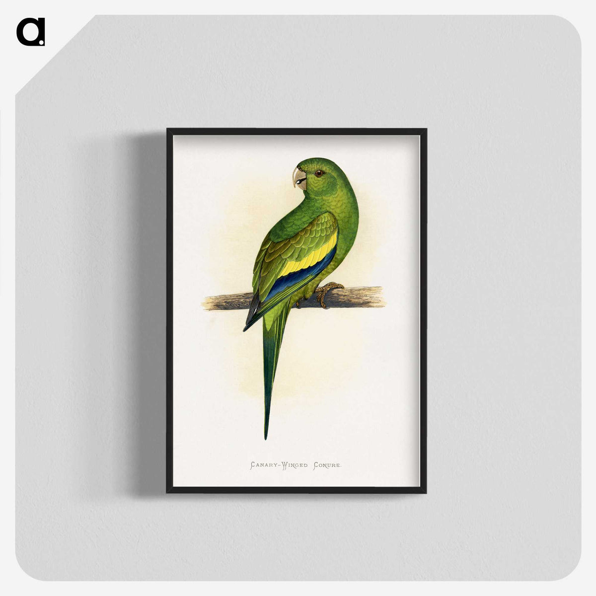 1-45_Parrots-in-Captivity_blk-crop