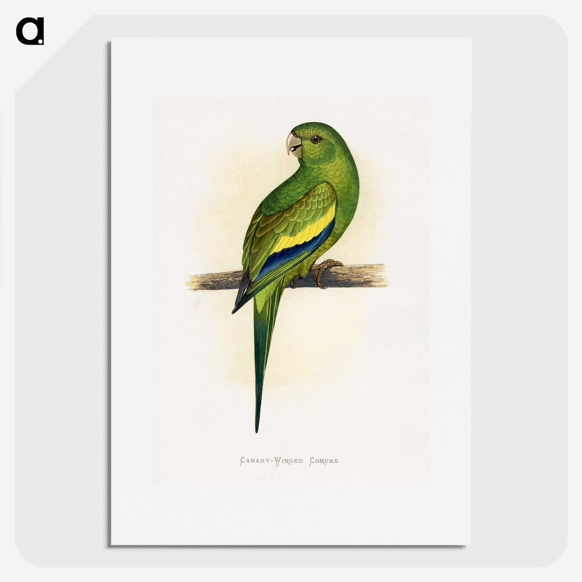 1-45_Parrots-in-Captivity_picture