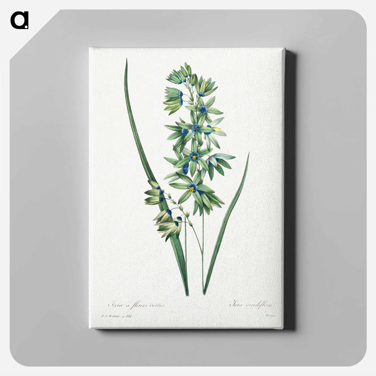 アートパネル-African Corn Lily - ピエール ジョゼフ ルドゥーテ Canvas.