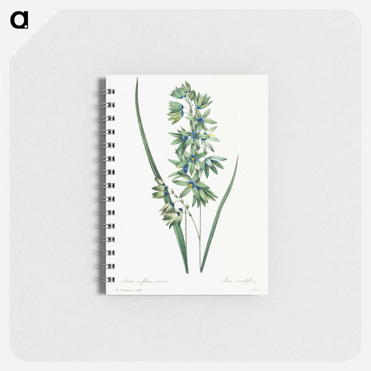 アートメモ帳-African Corn Lily - ピエール ジョゼフ ルドゥーテ Memo.