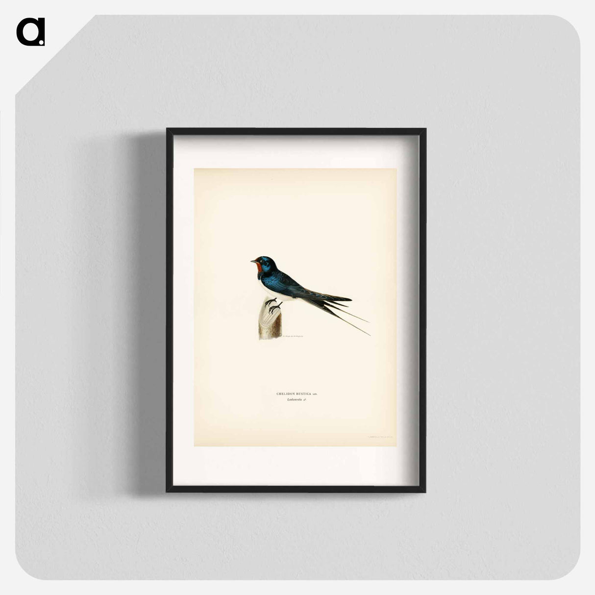 アートポスター-Barn Swallow Male
- スヴェンスカ フォグラル Poster.