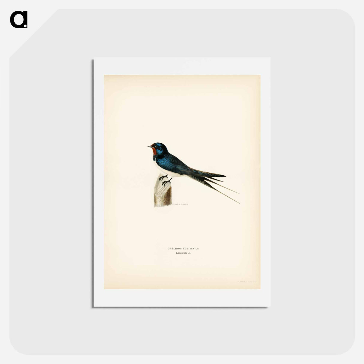 アートポストカード-Barn Swallow Male
- スヴェンスカ フォグラル Postcard.