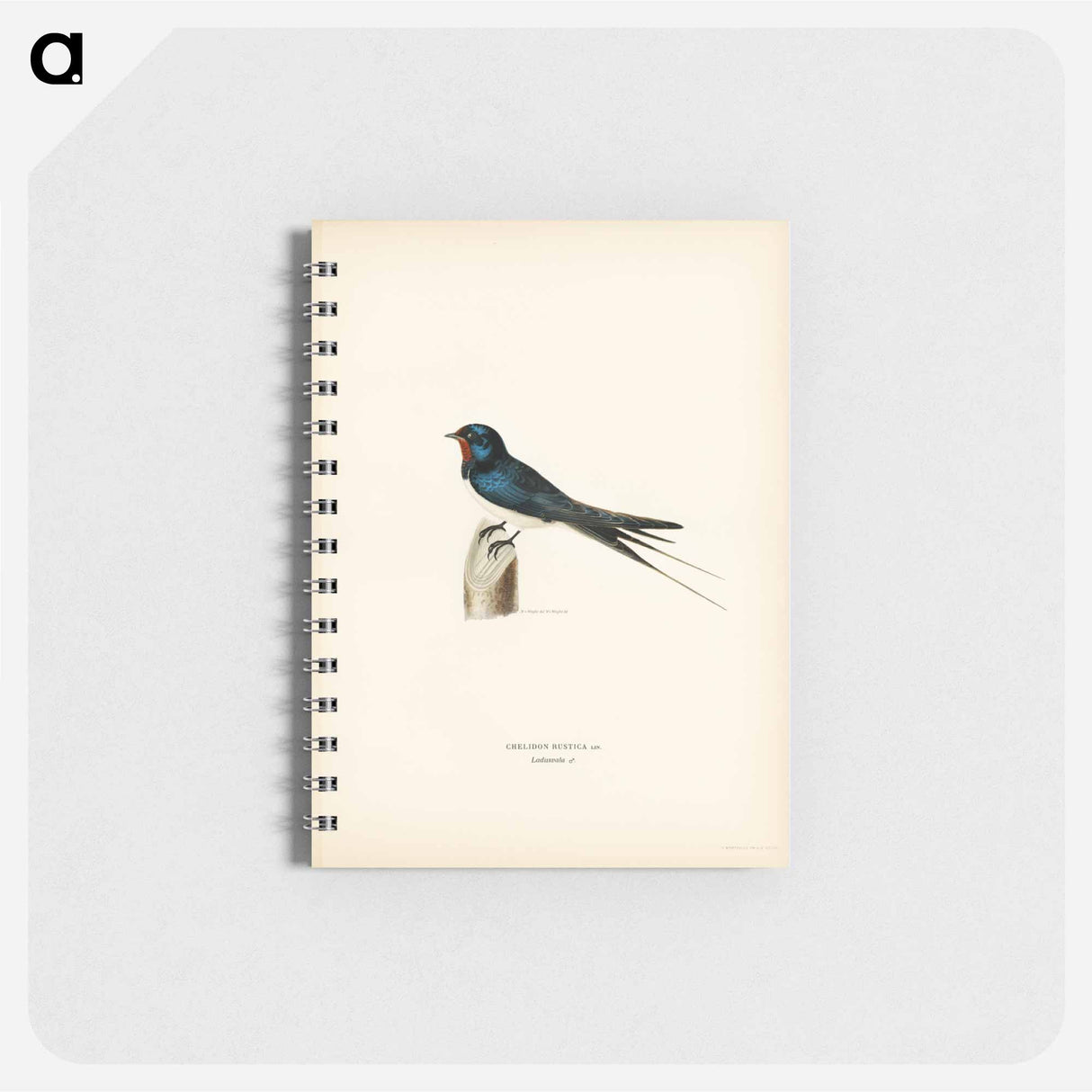 アートメモ帳-Barn Swallow Male
- スヴェンスカ フォグラル Memo.