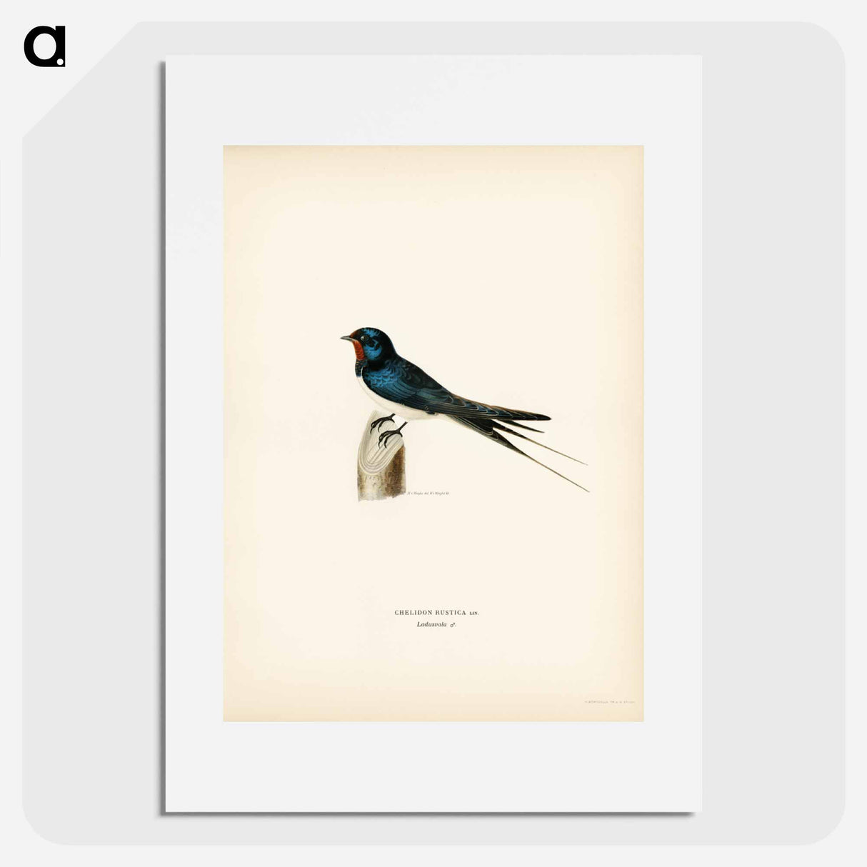 アートポスター-Barn Swallow Male
- スヴェンスカ フォグラル Poster.