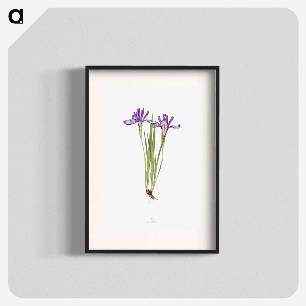 1-45_The-Genus-Iris_blk