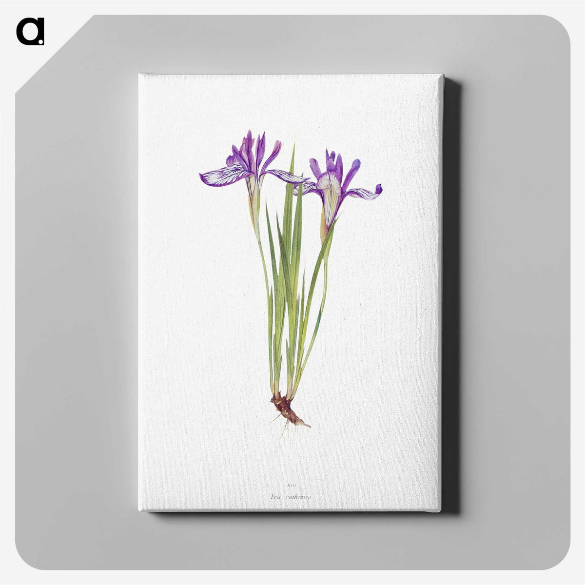 1-45_The-Genus-Iris_canvas