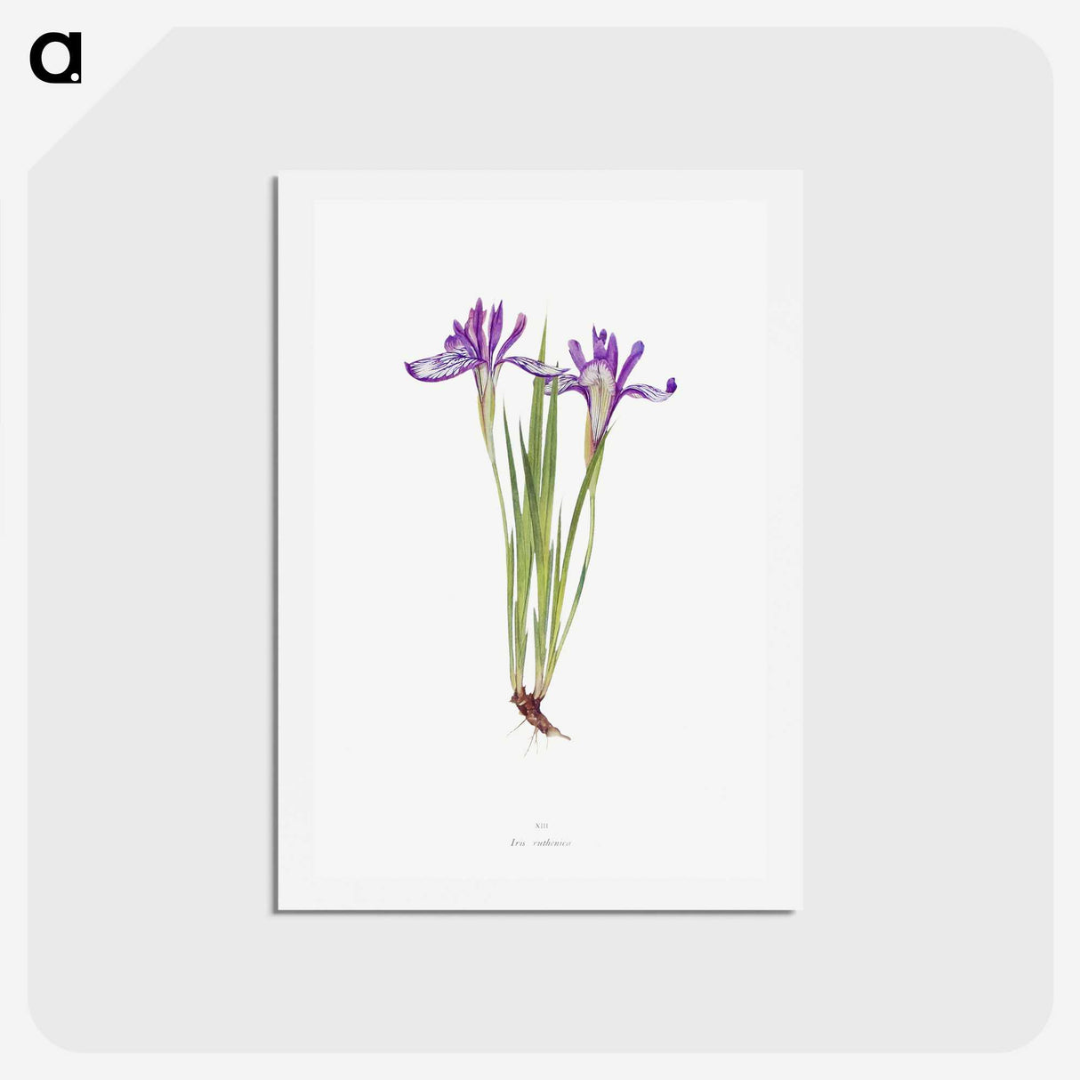 1-45_The-Genus-Iris_hagaki