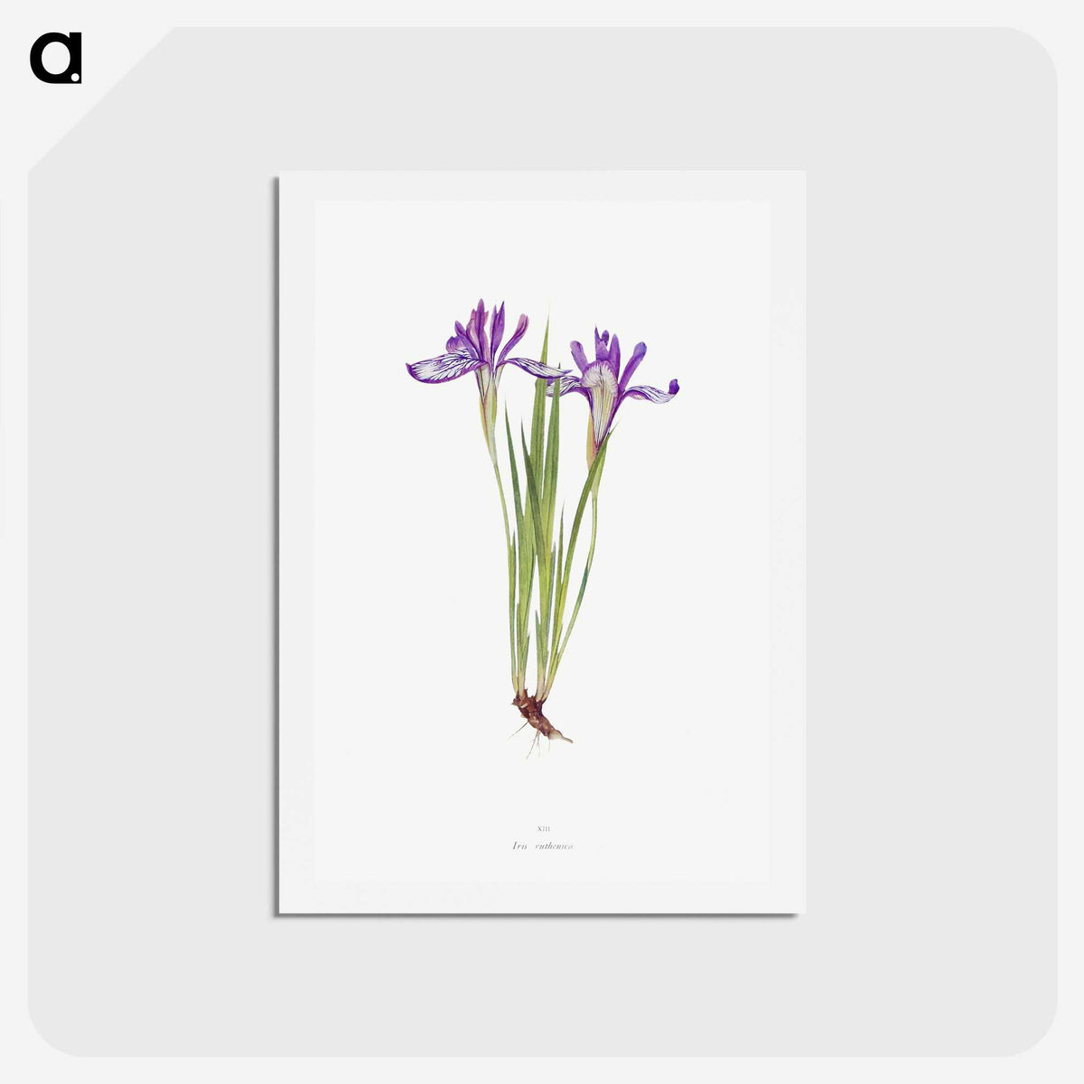 1-45_The-Genus-Iris_hagaki