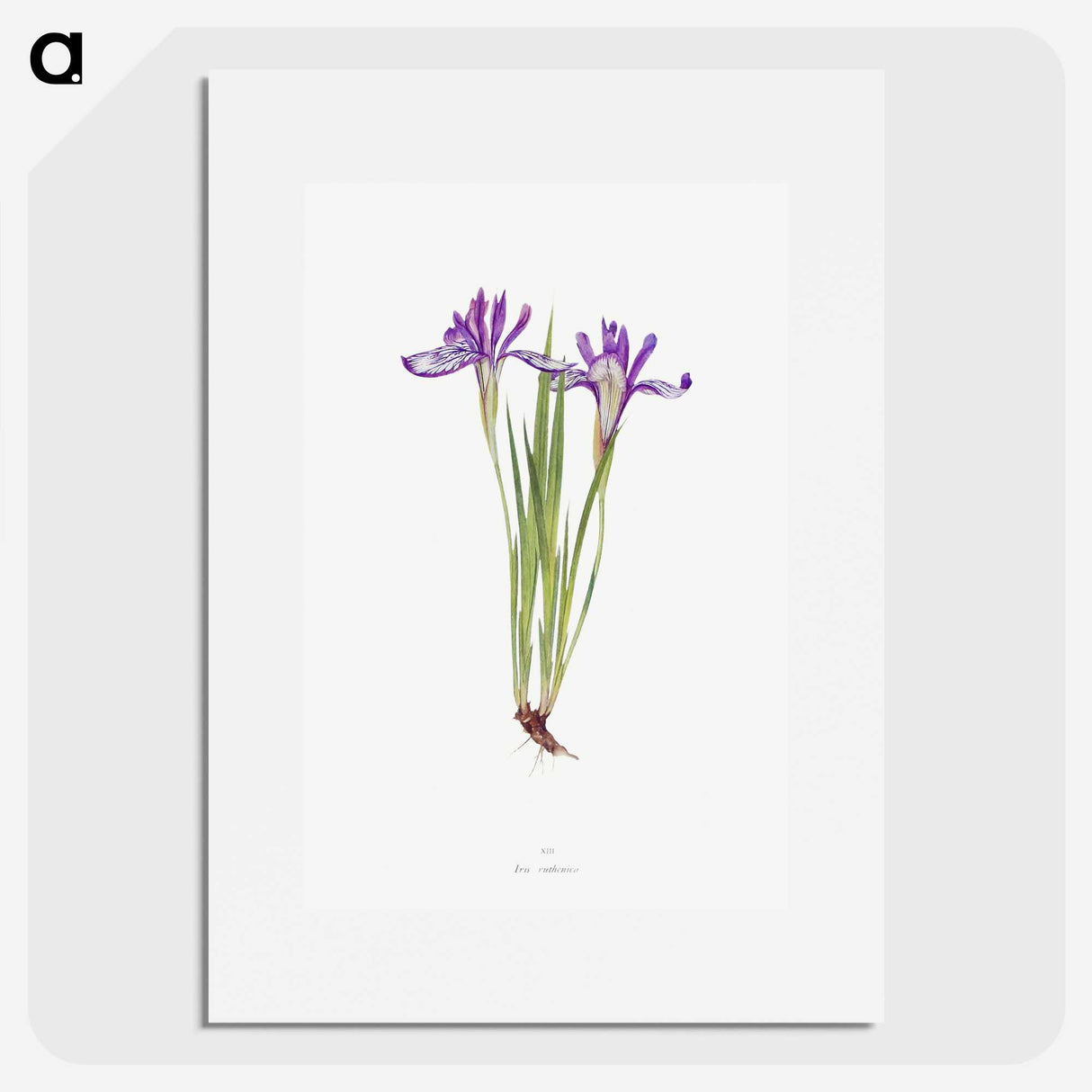 1-45_The-Genus-Iris_picture