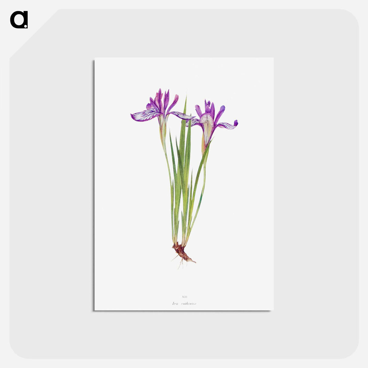 アートポストカード-Iris Ruthenica from The Genus Iris
- アヤメ属 Postcard.