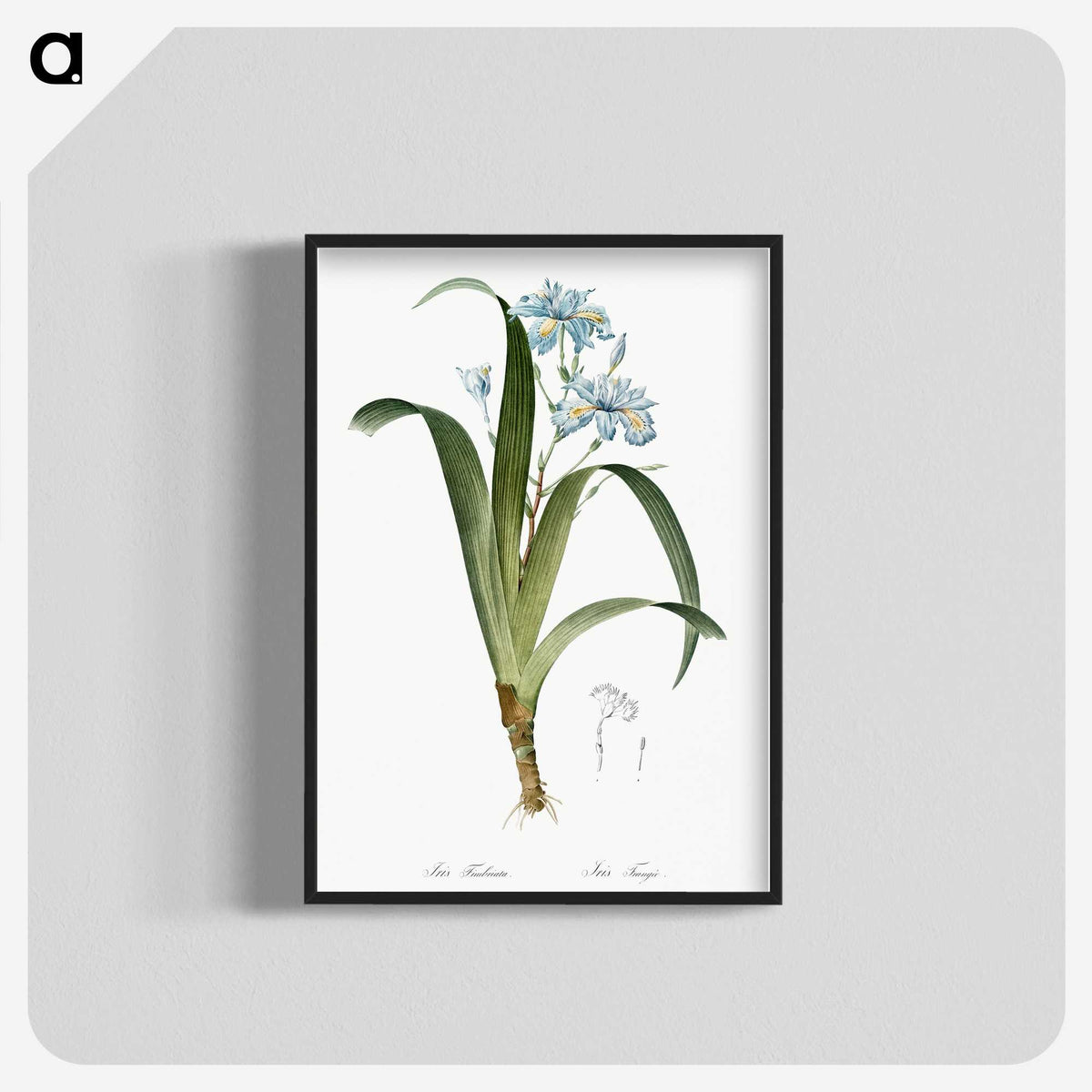1-45_The-Lilies_blk-crop