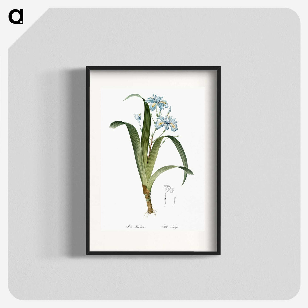 1-45_The-Lilies_blk