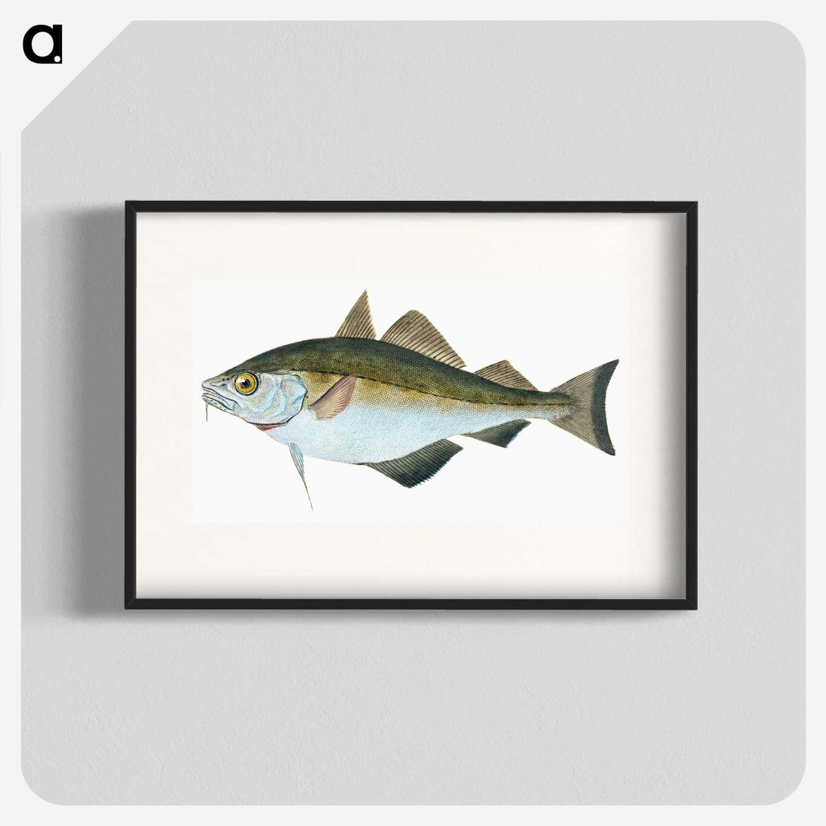 1-45_The-Natural-History-of-British-Fishes_blk