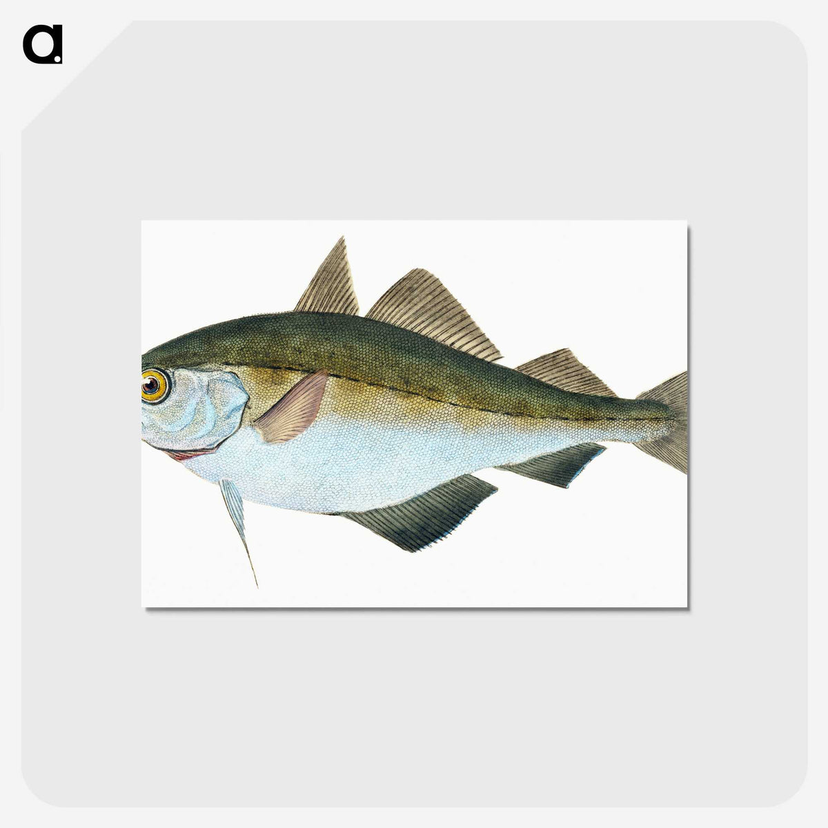 1-45_The-Natural-History-of-British-Fishes_postcard
