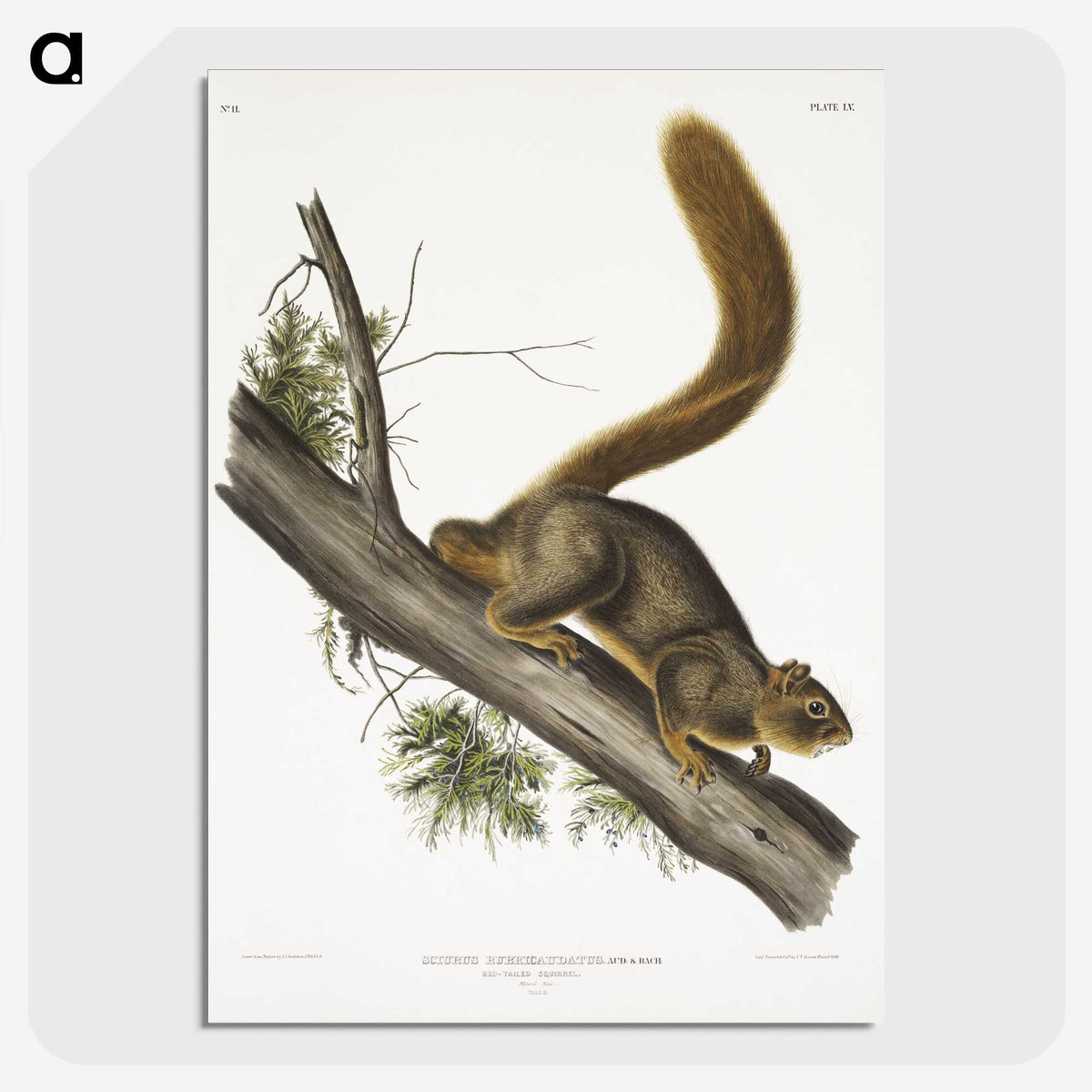 1-45_The-Viviparous-Quadrupeds_picture-crop
