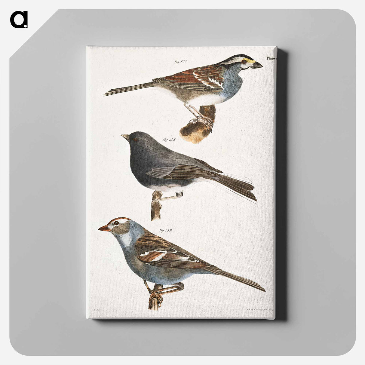 The White-crowned Sparrow (Fringilla graminea) The Snowbird (Struthus hyemalis) The White-crowned Sparrow (Fringilla leucophrys) - ニューヨークの動物学 Canvas.