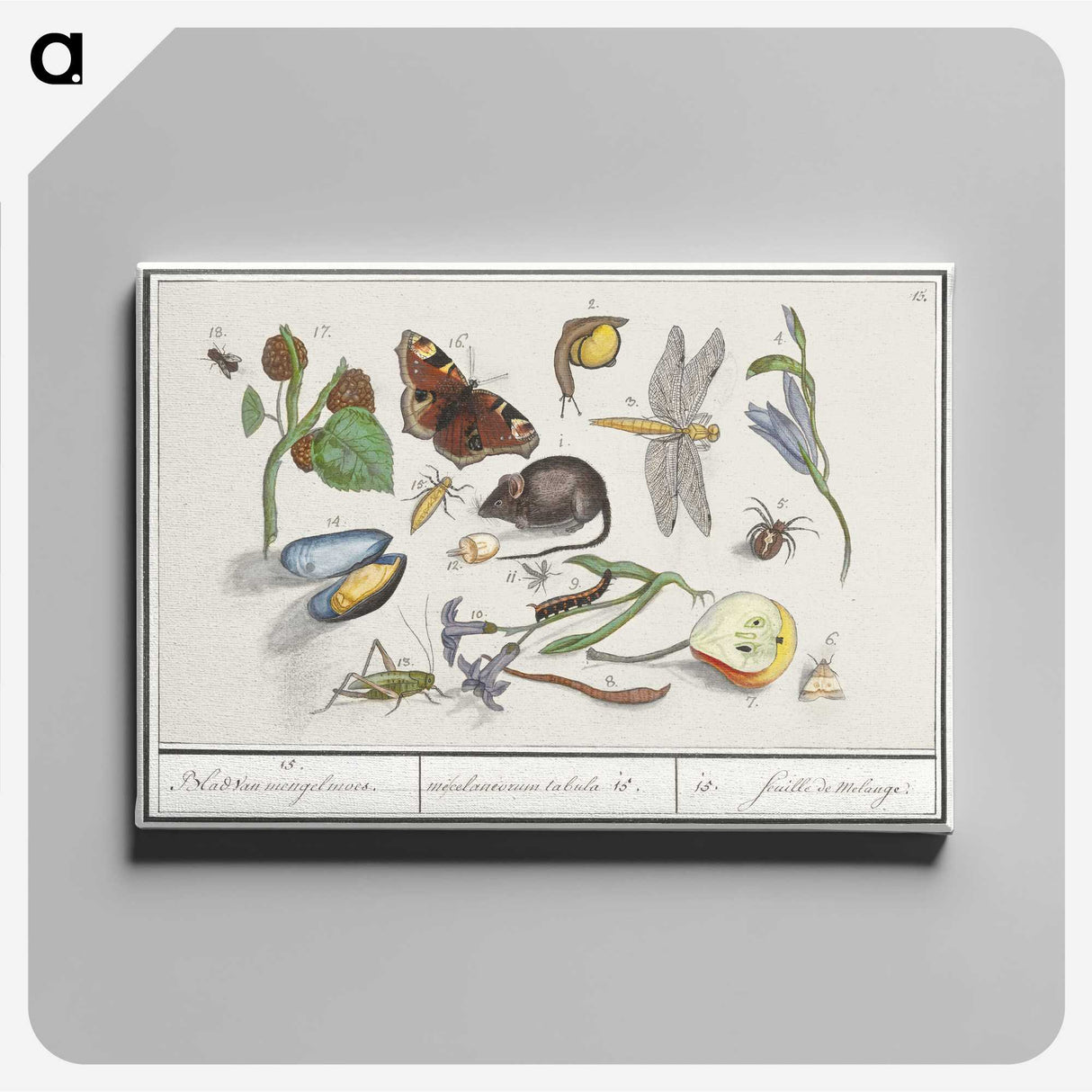 1-46_Anselmus-Boetius-de-Boodt_canvas