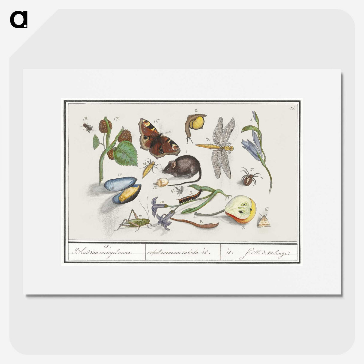 1-46_Anselmus-Boetius-de-Boodt_picture