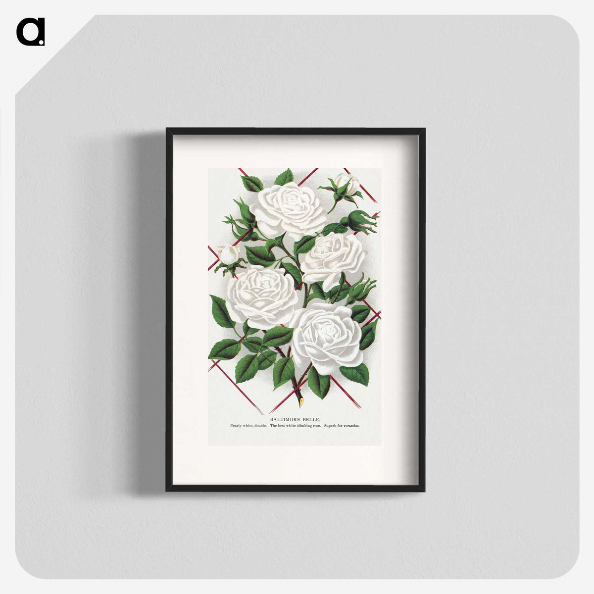 1-46_Botanical-Specimen-Plates_blk