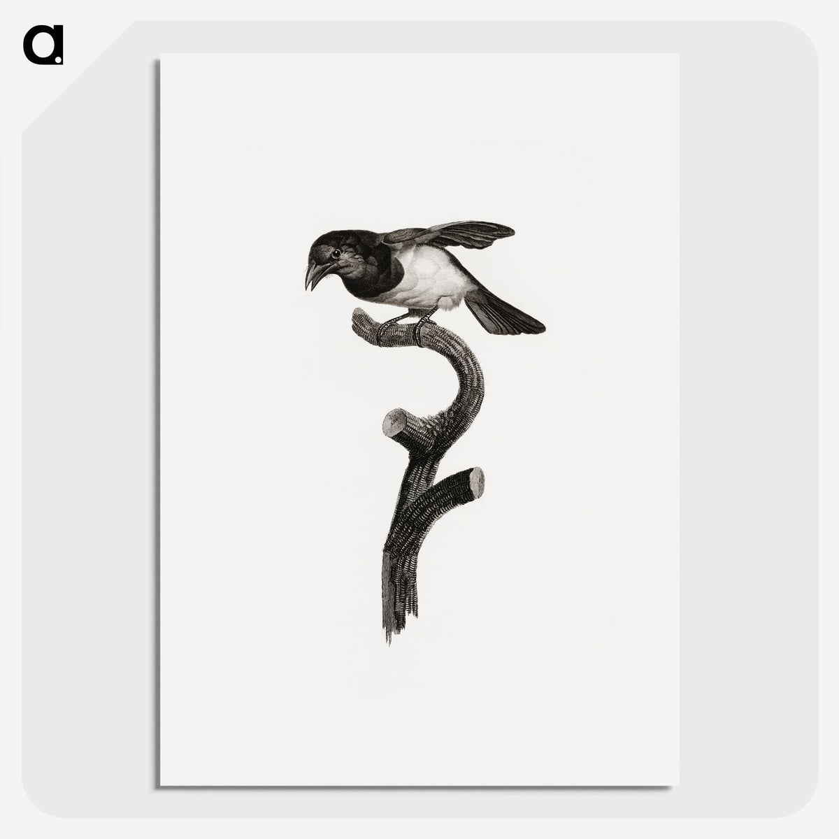 1-46_Des-Oiseaux-de-Paradis_picture