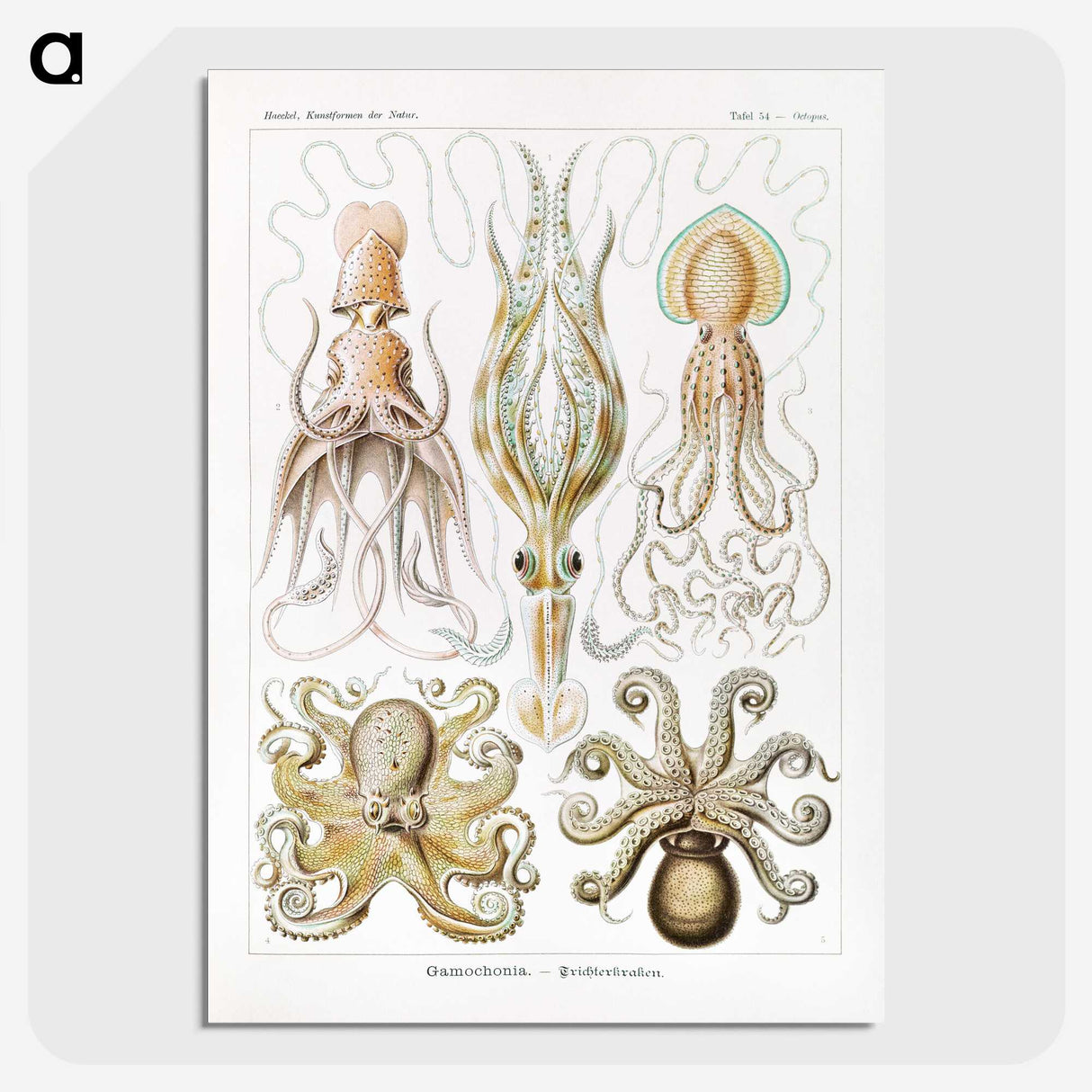 1-46_Ernst-Haeckel_picture-crop