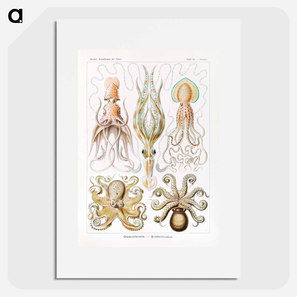 Gamochonia–Trichterkraken from Kunstformen der Natur - エルンスト ヘッケル Poster.