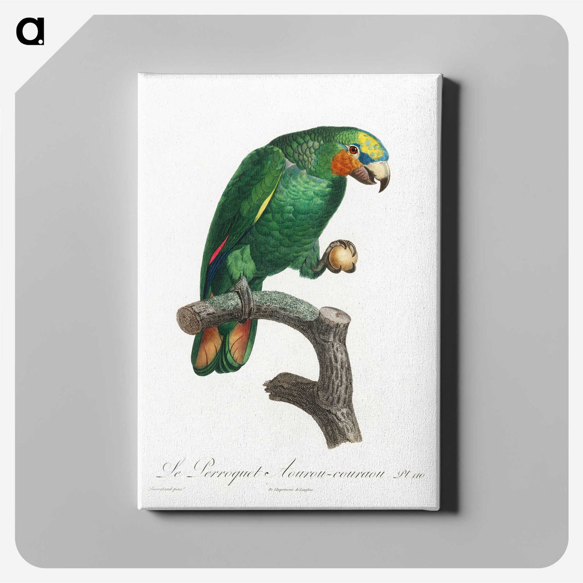 1-46_Francois-Levaillant_canvas