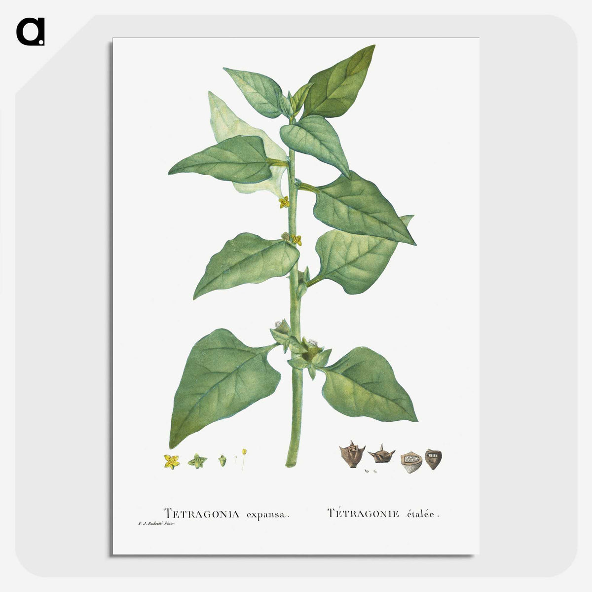 1-46_Histoire-des-Plantes-Grasses_picture-crop