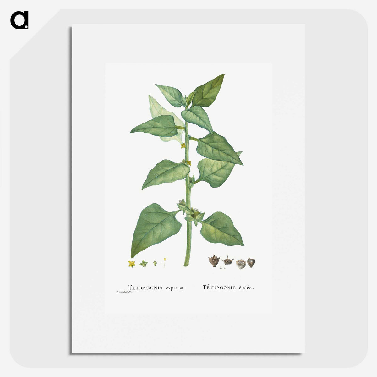 1-46_Histoire-des-Plantes-Grasses_picture