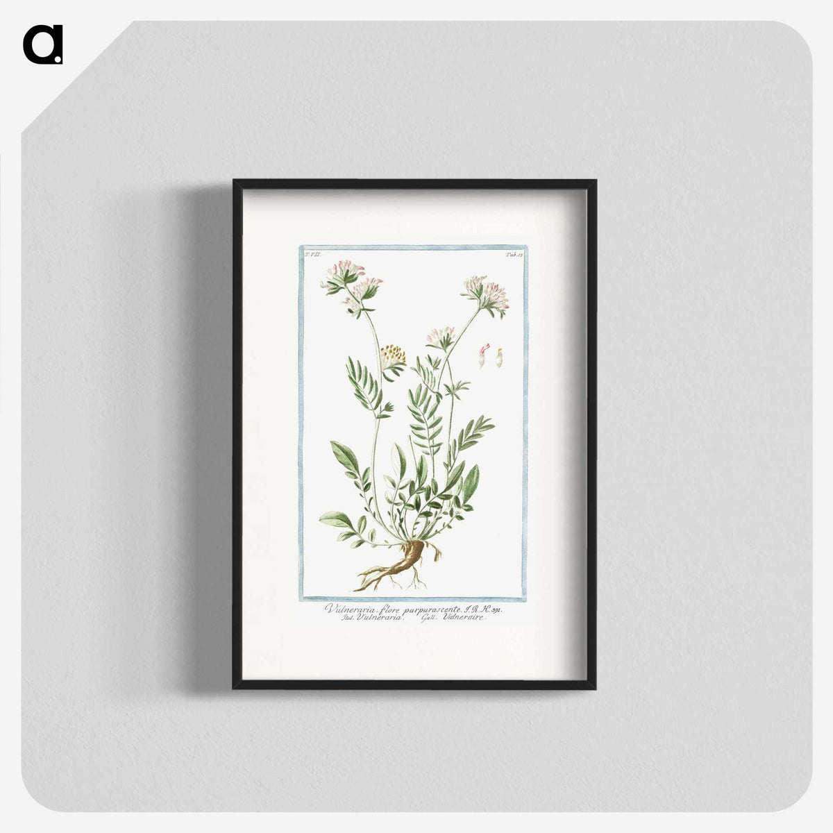 1-46_Hortus-Romanus-Botanical-Plates_blk