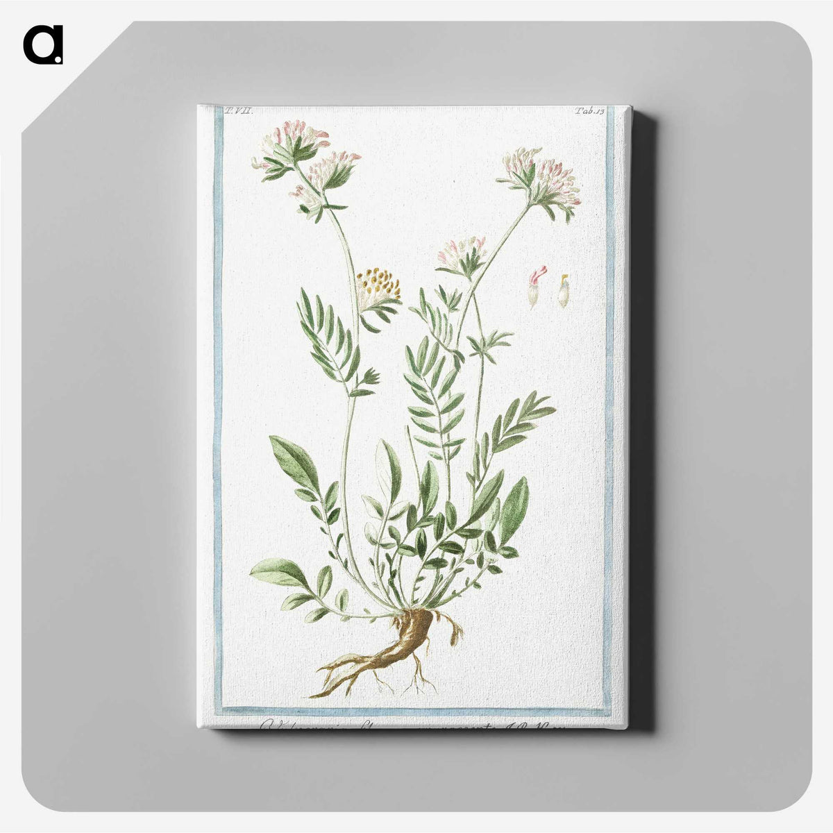 1-46_Hortus-Romanus-Botanical-Plates_canvas