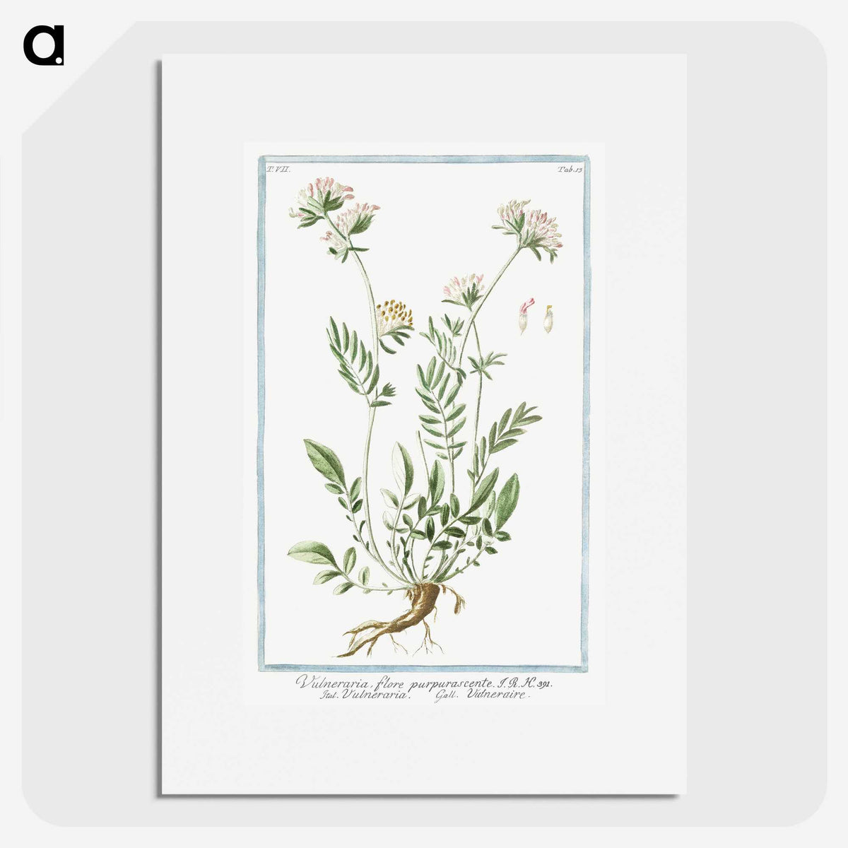 1-46_Hortus-Romanus-Botanical-Plates_picture