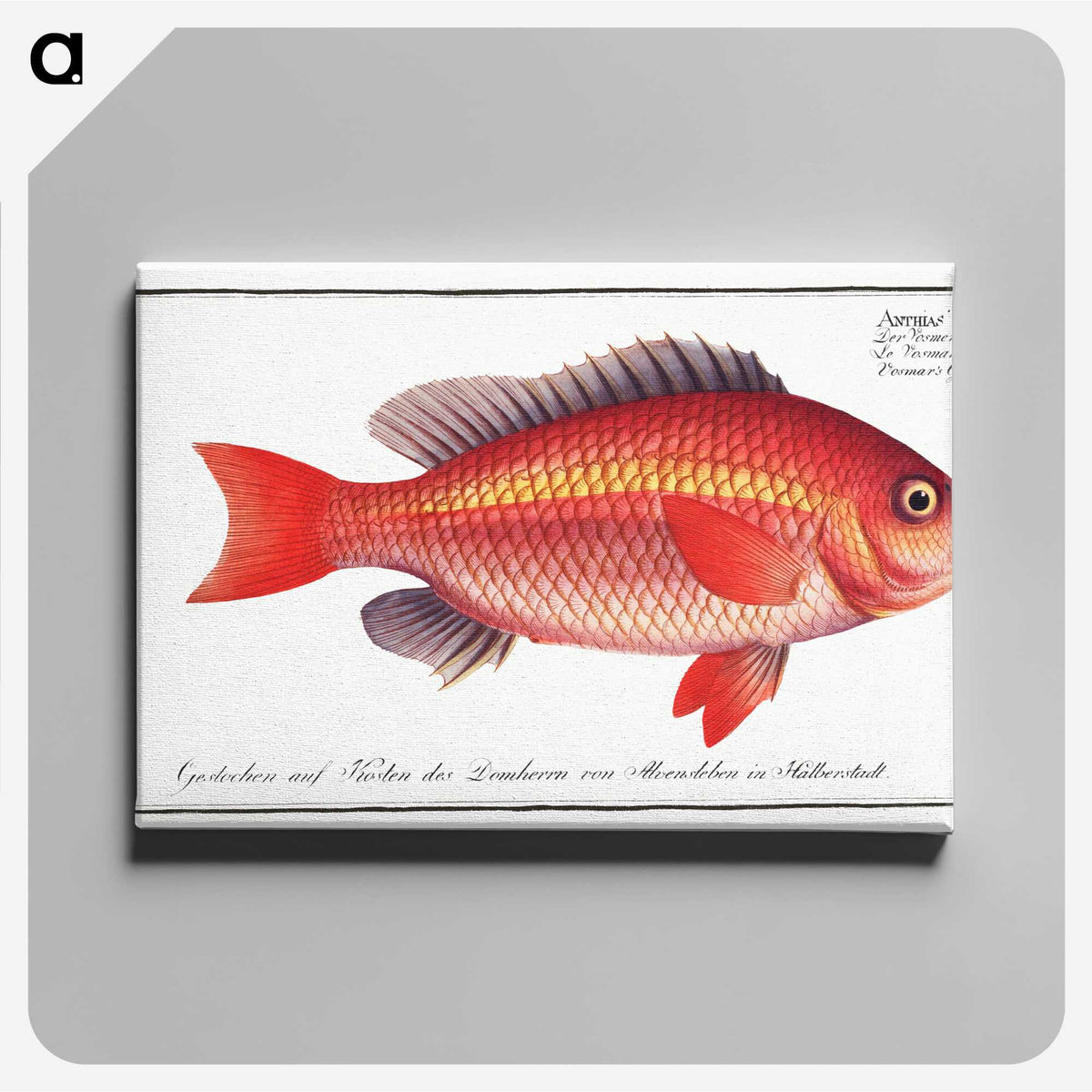 1-46_Ichtyologie-ou-Histoire-naturelle_canvas
